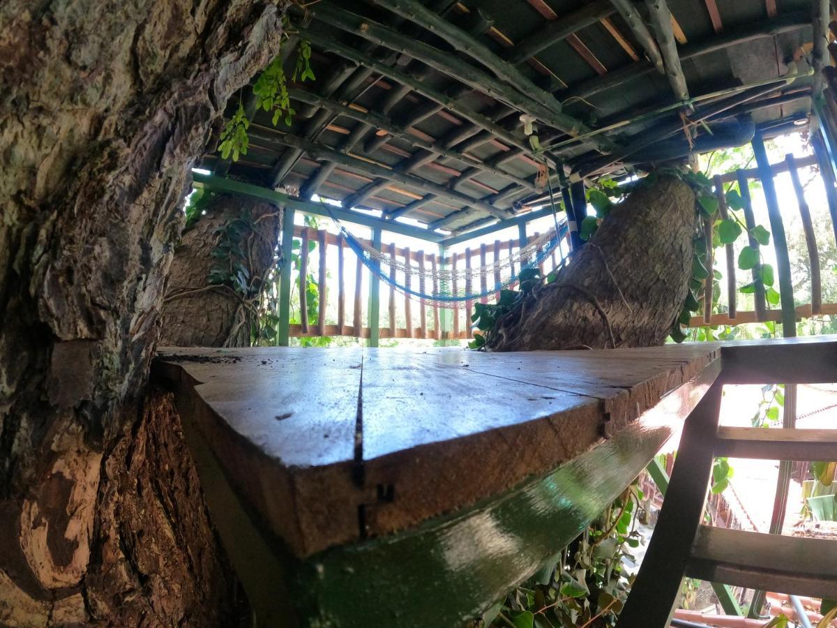 Tree House Samanea Lodge Puerto Limon Zewnętrze zdjęcie